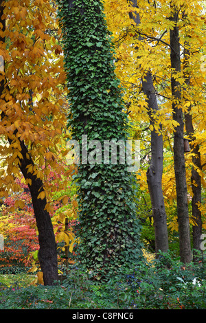 Vieux tronc en automne couverte par le lierre Hedera helix Banque D'Images