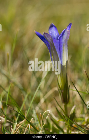 Gentiane des marais (Gentiana pneumonanthe) Banque D'Images