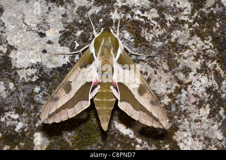 Spurge Hawk-moth (Hyle euphorbiae) Banque D'Images