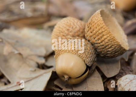 Chêne des Pyrénées acorn Banque D'Images