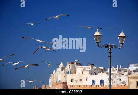 Mouettes tournoyer dans le ciel au-dessus du bastion nord remparts et murs de la médina à Essaouira, Maroc, Afrique du Nord. Banque D'Images