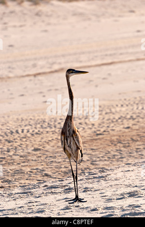 Heron dans son terrain de chasse le long de la rive à Gulf Shores Banque D'Images