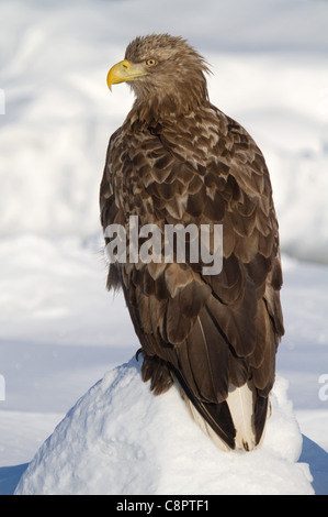 L'aigle de mer de Steller (juvénile) Banque D'Images