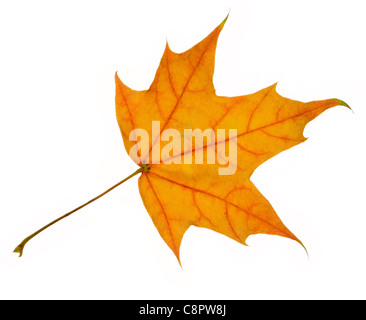 Une feuille d'érable de l'automne, isolated on white Banque D'Images