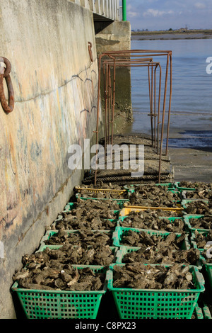 Baskets d'huîtres par la Seudre rivière à La Tremblade. Banque D'Images