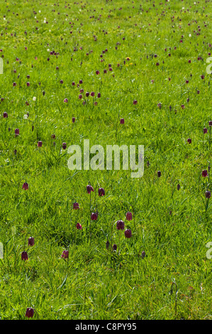 Fritillaries tête du serpent, Fritillaria meleagris, en fleurs au printemps à North Prairie près de Cricklade, Wiltshire Banque D'Images