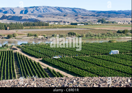 Les travailleurs sur une vigne le long de la rivière en Namibie Noordoewer Oranje Banque D'Images