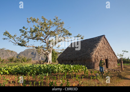 PINAR DEL RIO : AGRICULTEUR SUR LA FERME DU TABAC DANS LA VALLÉE DE VINALES Banque D'Images