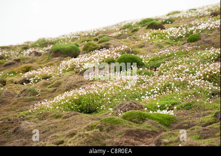 Campion Silene uniflora, la mer, sur l'île de Skomer, Galles, Royaume-Uni Banque D'Images