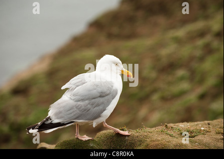 Goéland argenté (Larus argentatus Banque D'Images