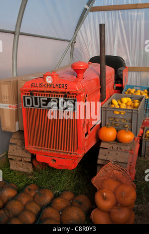 Allis-Chalmers M tracteur Caterpillar avec citrouilles Banque D'Images