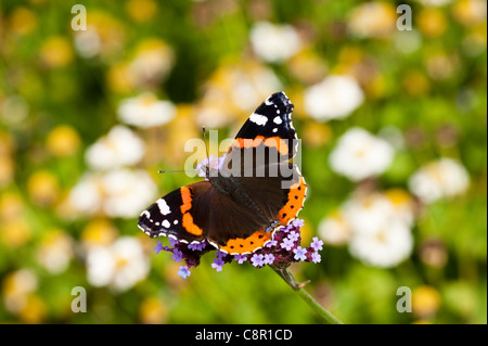 L'amiral rouge papillon, Vanessa atalanta, en se nourrissant de Verbena bonariensis Banque D'Images