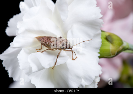 Stink bug shield ou insectes punaise diabolique s'est posé sur une fleur blanche d'œillet de pulvérisation Banque D'Images