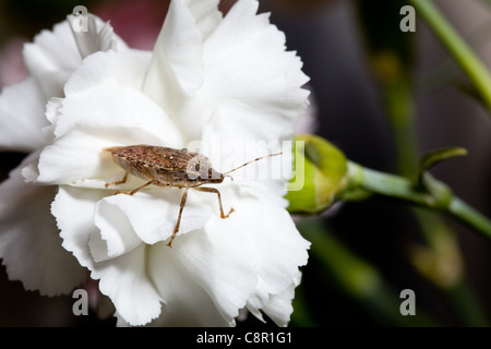 Stink bug shield ou insectes punaise diabolique s'est posé sur une fleur blanche d'œillet de pulvérisation Banque D'Images