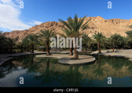 Piscines d'eau à Ein Feshkha ou Einot Tzukim nature réserver son nom d'un printemps de l'eau saumâtre de la région sur la rive nord-ouest de la Mer Morte Israël Banque D'Images