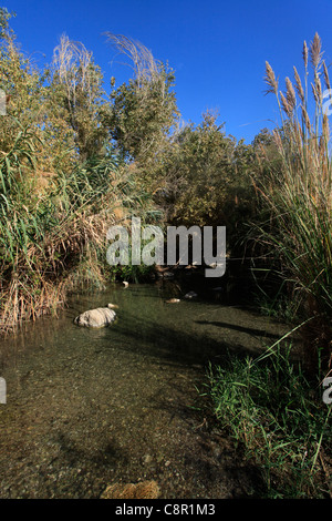 Une piscine d'eau à Ein Feshkha ou Einot Tzukim nature réserver son nom d'un printemps de l'eau saumâtre de la région sur la rive nord-ouest de la Mer Morte Israël Banque D'Images