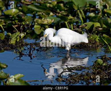 Aigrette neigeuse à Everglades, Florida, USA Banque D'Images