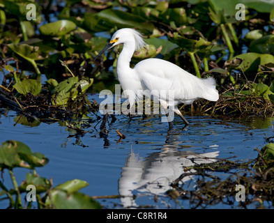 Aigrette neigeuse à Everglades, Florida, USA Banque D'Images