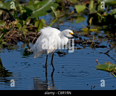 Aigrette neigeuse à Everglades, Florida, USA Banque D'Images