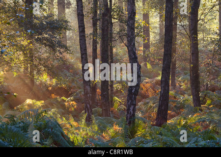 Burns, dans le soleil du matin brouillard dans Twigmoor Woods dans le Nord du Lincolnshire Banque D'Images