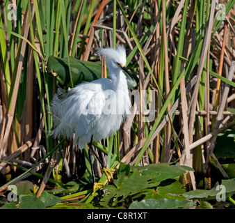 Aigrette neigeuse à Alligator Alley, Florida, USA Banque D'Images