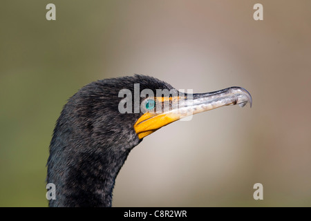 Double-crested Cormorant - Floride Banque D'Images