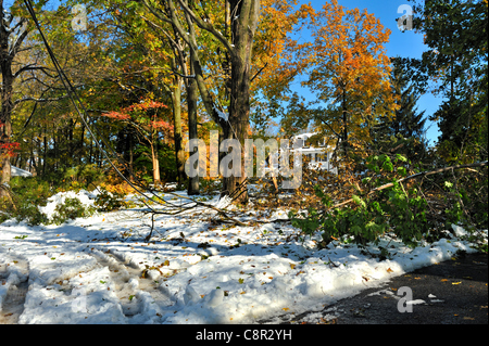 Endommagement et destruction d'une tempête d'automne surprise dans l'état de New York alors que les feuilles sont encore sur les arbres, un exemple de la perturbation des conditions météorologiques extrêmes causés par le changement climatique. Avant news légende : Chappaqua, NY 10/30/11-neige à partir d'un dossier faisant l'objet d'un blizzard au début des quantités de neige samedi et dimanche, les arbres encore chargés de feuilles, causant de graves dommages. Bien que les températures ont augmenté et la neige a commencé à fondre à la mi-journée, plus de 2 millions ont été privés d'électricité dans le nord-est des États-Unis. Banque D'Images