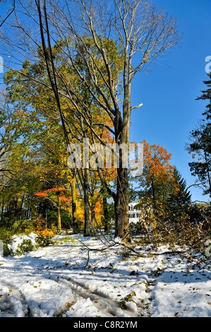 Endommagement et destruction d'une tempête d'automne surprise dans l'état de New York alors que les feuilles sont encore sur les arbres, un exemple de la perturbation des conditions météorologiques extrêmes causés par le changement climatique. Avant news légende : Chappaqua, NY 10/30/11-neige à partir d'un dossier faisant l'objet d'un blizzard au début des quantités de neige samedi et dimanche, les arbres encore chargés de feuilles, causant de graves dommages. Bien que les températures ont augmenté et la neige a commencé à fondre à la mi-journée, plus de 2 millions ont été privés d'électricité dans le nord-est des États-Unis. Banque D'Images