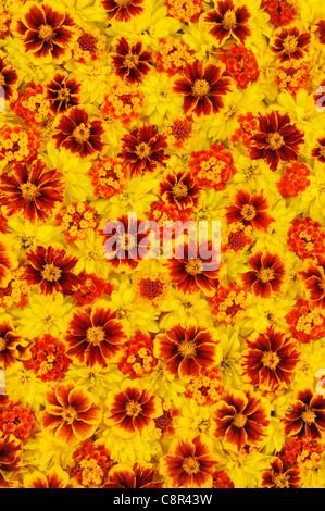 Rudbeckia laciniata, Lantana camara, Tagetes - capitules - Contexte - modèle floral Banque D'Images