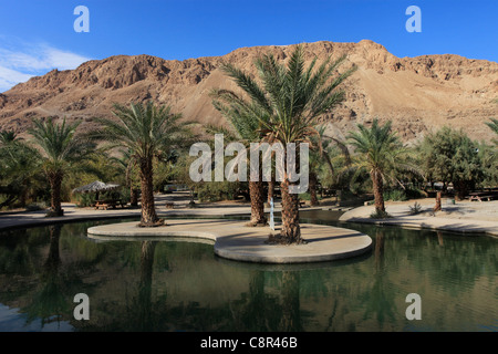 Piscines d'eau à Ein Feshkha ou Einot Tzukim nature réserver son nom d'un printemps de l'eau saumâtre de la région sur la rive nord-ouest de la Mer Morte Israël Banque D'Images