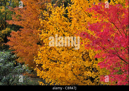 Les érables colorés en jardin japonais montrant le feuillage dans couleurs d'automne, Hasselt, Belgique Banque D'Images