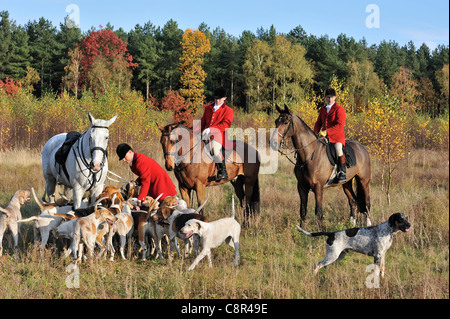 Le port de manteaux rouges des chasseurs à cheval avec pack de chiens pendant la chasse glisser en automne, alternative pour la chasse au renard Banque D'Images