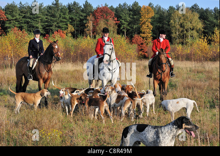 Le port de manteaux rouges des chasseurs à cheval avec pack de chiens pendant la chasse en automne, faites glisser l'Europe Banque D'Images