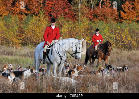 Le port de manteaux rouges des chasseurs à cheval avec pack de chiens pendant la chasse glisser en automne, alternative pour la chasse au renard Banque D'Images