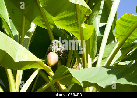 La fleur et les fruits qui poussent sur le palmier de la banane Banque D'Images