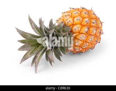 Ananas bébé isolé sur fond blanc Banque D'Images