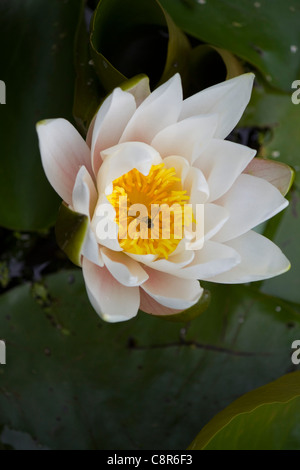 Un hoverfly repose sur un nénuphar Banque D'Images