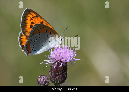 Femme (Lycaena dispar grande) se nourrissant de centaurée jacée Banque D'Images