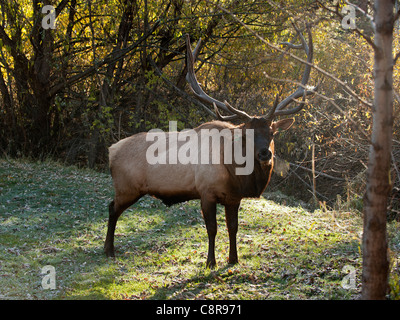 Un taureau Le wapiti des montagnes Rocheuses (Cervus elaphus) Banque D'Images