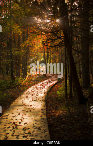 Un sentier en bois coupe à travers une forêt sombre, mystérieux en couleurs de l'automne. Banque D'Images