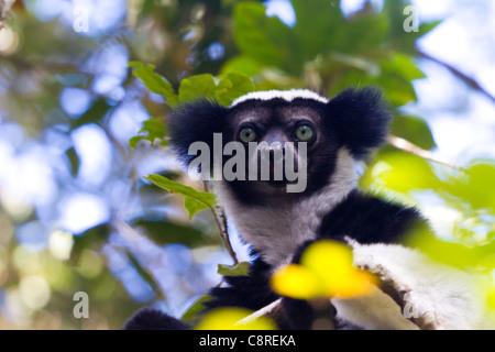 L'Indri (Indri Indri), Parc national Parc Mantadia- Andasibe, Madagascar Banque D'Images