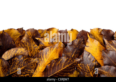 Automne feuilles colorées d'aubépine isolated on white Banque D'Images