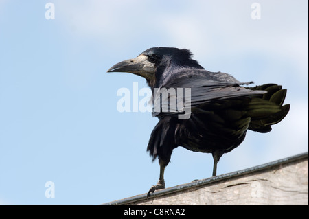 Black Crow on a fence Banque D'Images