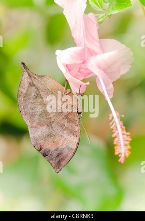 Feuille morte Indien captif (papillon Kallima inachus) Banque D'Images