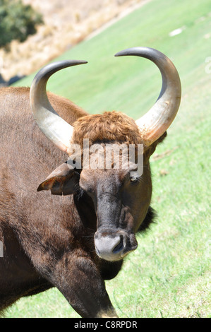 Buffle de savane (syncerus caffer caffer) contre une plaine de herbe à la lumière du soleil Banque D'Images