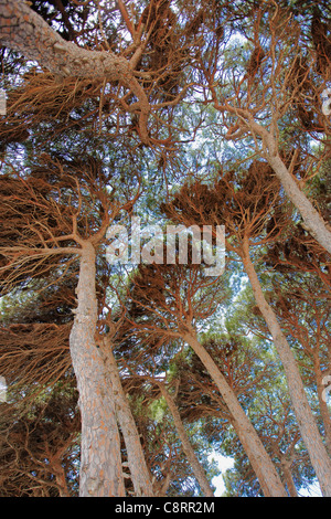 Une vue d'en bas de pins de pierre à forte croissance, ou pins parapluies (Pinus pinea) à la Pineda, Costa Dorada, Catalogne, Espagne. Banque D'Images