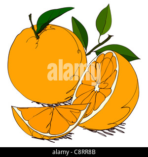 Oranges sur fond blanc Banque D'Images