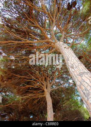 Une vue d'en bas de pins de pierre à forte croissance, ou pins parapluies (Pinus pinea) à la Pineda, Costa Dorada, Catalogne, Espagne. Banque D'Images