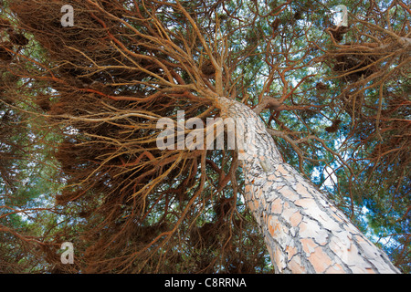 Une vue d'en bas de pins de pierre à forte croissance, ou pins parapluies (Pinus pinea) à la Pineda, Costa Dorada, Catalogne, Espagne. Banque D'Images