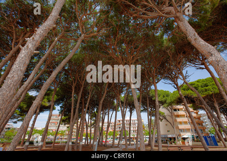 Une vue d'en bas de pins de pierre à forte croissance, ou pins parapluies (Pinus pinea) à la Pineda, Costa Dorada, Catalogne, Espagne. Banque D'Images